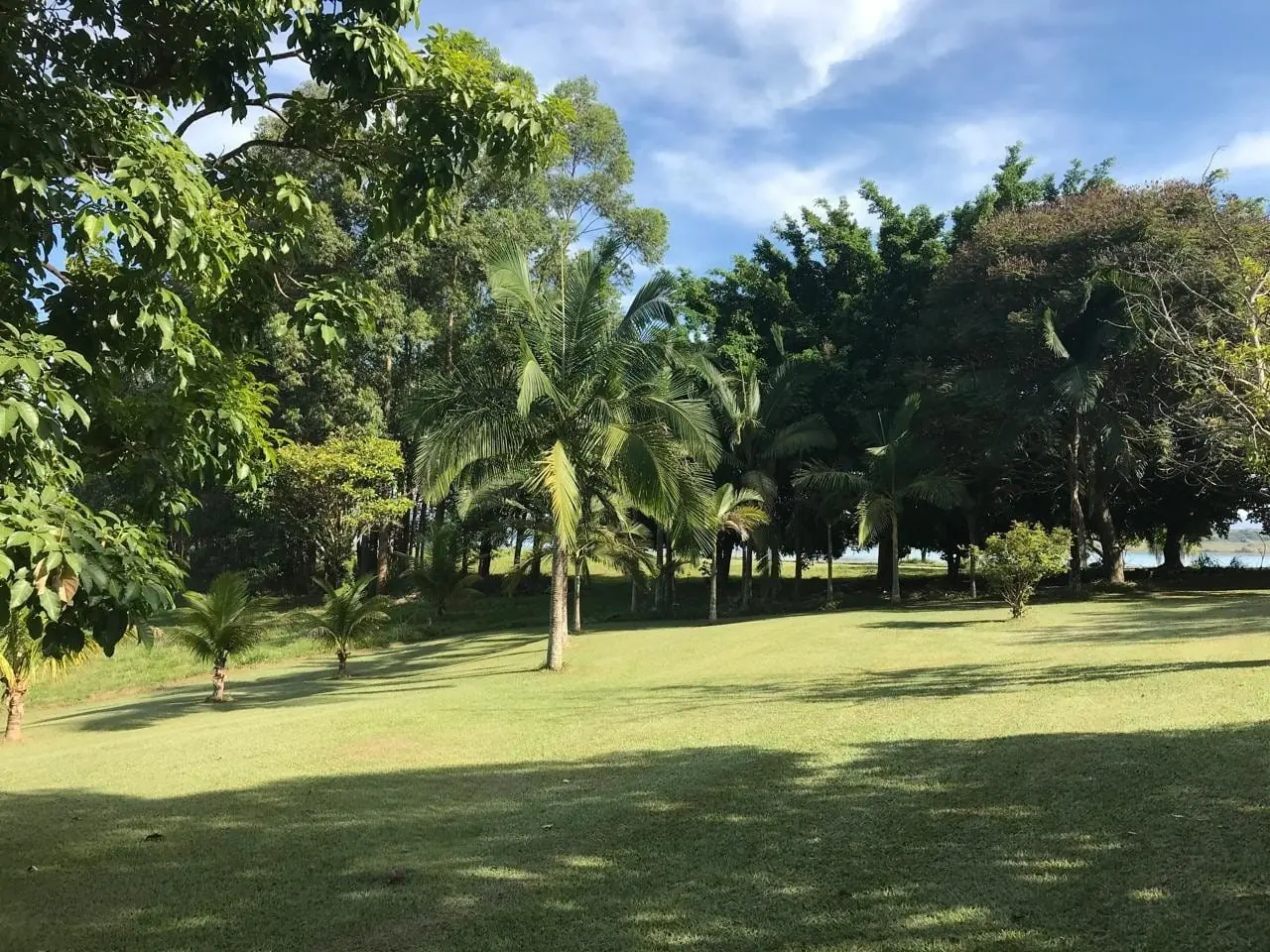 Gramado amplo sob palmeiras e árvores altas